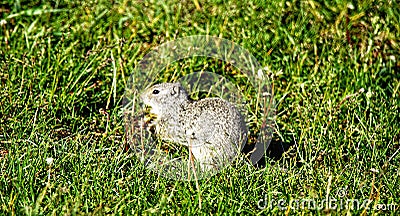 Uinta Ground Squirrel in Yellowstone National Park, Wyoming Montana. Small cute adorable animals. Northwest. Stock Photo