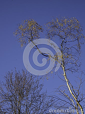 UK - Buckinghamshire - Burnham Beeches Stock Photo
