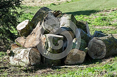 UK Habitat log pile Stock Photo