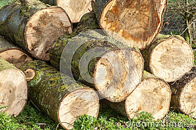 UK Habitat log pile Stock Photo