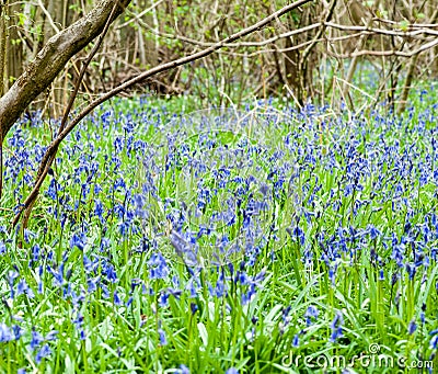 UK Habitats ancient coppiced woodland Stock Photo