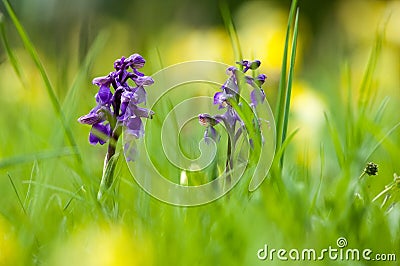 UK habitats species-rich grassland Stock Photo