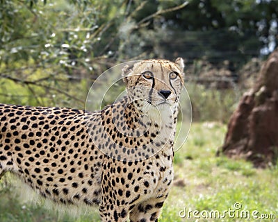 Cheetah in captivity, standing Stock Photo