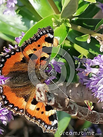 Orange and black winged butterfly on a purple and green hebe Stock Photo