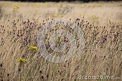 UK summer field with Knapweed and Ragwort Stock Photo