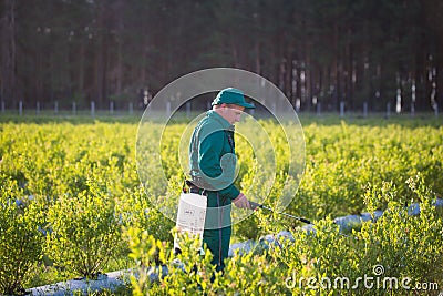 Ukraine, Kiev region June 2, 2017: Agricultural worker in green uniform spraying pesticides on blueberry fields Editorial Stock Photo