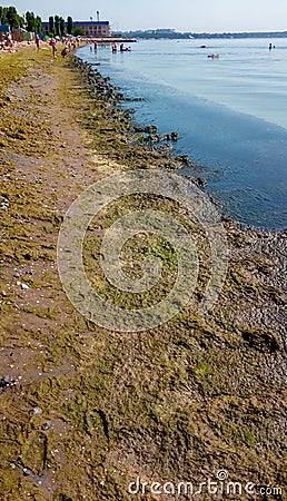 Eutrophication of the Black Sea, rotting macrophyte algae near the shore, pollution of beaches Editorial Stock Photo