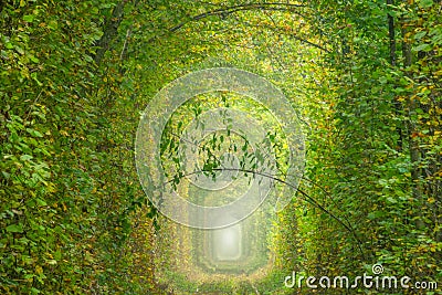 Ukraine. Summer Tunnel of Love Stock Photo