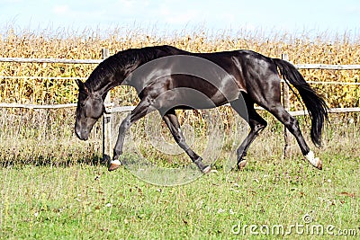 Ukrainian horse breed horses Stock Photo