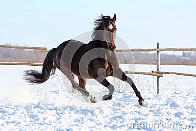 Ukrainian horse breed horses Stock Photo