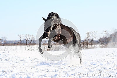 Ukrainian horse breed horses Stock Photo