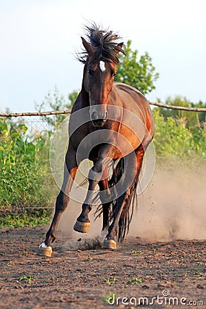 Ukrainian horse breed horses Stock Photo