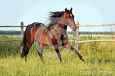 Ukrainian horse breed horses Stock Photo
