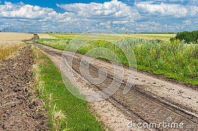 Ukrainian summer landscape with corn fields and road Stock Photo