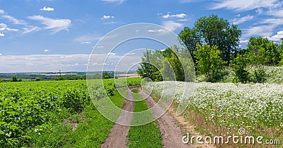 Ukrainian summer landscape Stock Photo