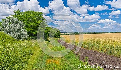 Ukrainian summer landscape with country road Stock Photo