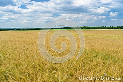 Ukrainian summer landscape Stock Photo