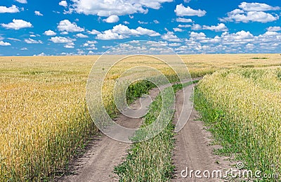 Ukrainian summer landscape Stock Photo