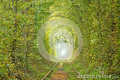 Ukrainian Tunnel of Love in Klevan and a Romantic Twig Stock Photo