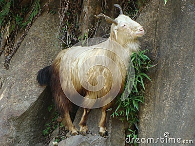 White goat on the rocks Stock Photo