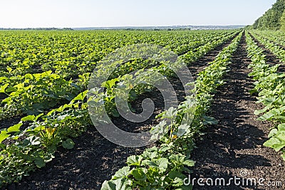 Ð¡ultivated Land on the field, young green sprout Zucchini Stock Photo