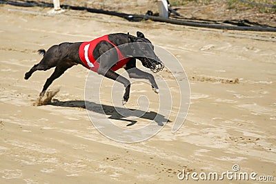 Ultra fast greyhound flying over race track Editorial Stock Photo