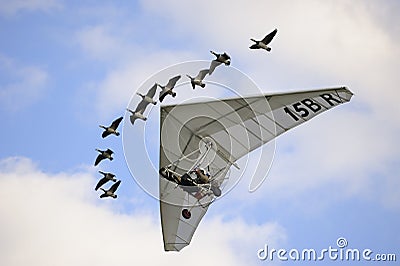 Ultra light aircraft an geese Editorial Stock Photo