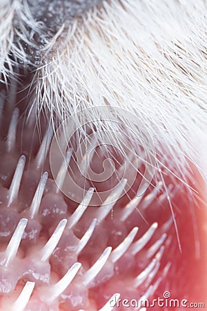 ultra macro close up of a cat& x27;s tongue with papillae Stock Photo