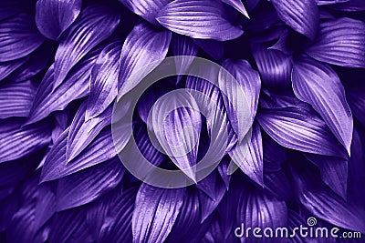 Ultra Violet background made of fresh green leaves. Stock Photo