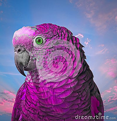 Ultra violet pretty boy parrot Stock Photo