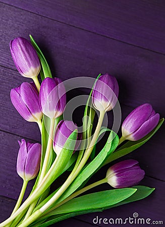 Ultra Violet Tulips on Ultra Violet Background Stock Photo