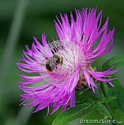 Ultra violet world of a bumble bee Stock Photo