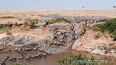 Ultra wide angle shot of wildebeest herd crossing the mara river Stock Photo