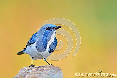Ultramarine Flycatcher bird Stock Photo