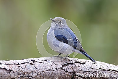 Ultramarine Flycatcher Ficedula superciliaris Beautiful Juvenile Male Birds of Thailand Stock Photo