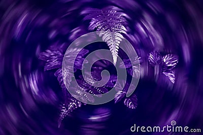 Ultraviolet natural background of fresh mint and leavers of fern. Flora of the rainforest. Fashionable color. Stock Photo