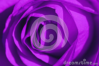 Ultraviolet Rose Macro Stock Photo