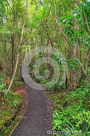 Ulva Island, New Zealand. A path through native forest Stock Photo