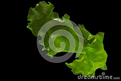Ulva rigida, sea lettuce isolated on black background Stock Photo