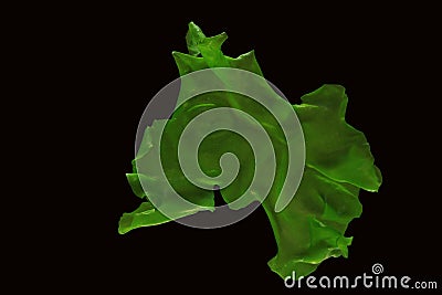 Ulva rigida, sea lettuce isolated on black background. Stock Photo