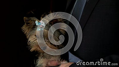 Um homem se senta num sofá segurando um cachorro Um homem se senta num sofá segurando um cachorro