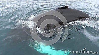 Uma grande baleia emerge lentamente da água Uma grande baleia emerge lentamente da água