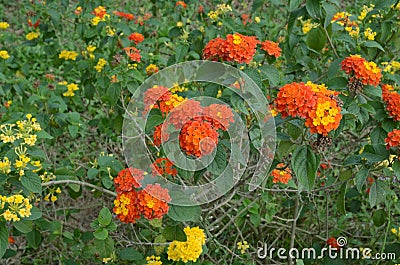 Lantana camara flowers. Stock Photo