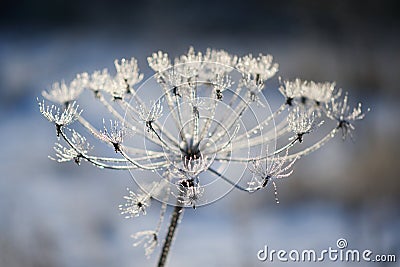 Umbelliferous plant cow-parsnip in winter in rime frost Stock Photo
