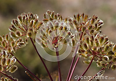 Umbels Thapsia villosa Stock Photo