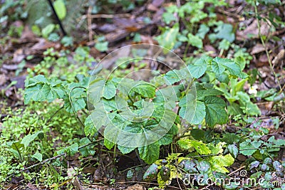 Umbilicus Stock Photo