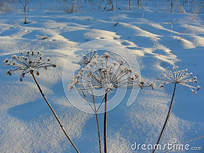 Umbrella against a background of snowdrifts Stock Photo