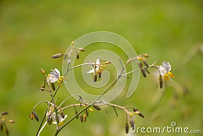 Umbrella Dracaena, Dianella ensifolia flowers and buds Stock Photo