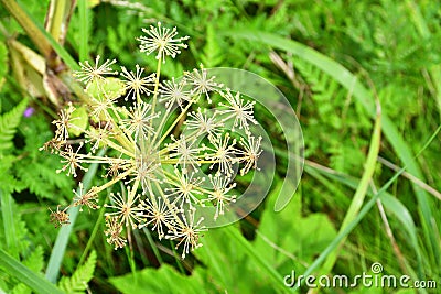 Umbrella plant in the Bay of Akhlestyshev on the island of Russian. Russia, Vladivostok Stock Photo