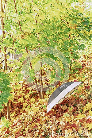 City park in autumn with carpet from yellow, red leaves. Open umbrella is on the foreground Stock Photo